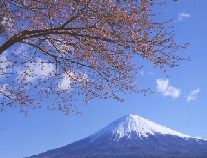 kitayamahonmonji no sakura